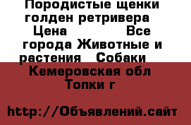 Породистые щенки голден ретривера › Цена ­ 25 000 - Все города Животные и растения » Собаки   . Кемеровская обл.,Топки г.